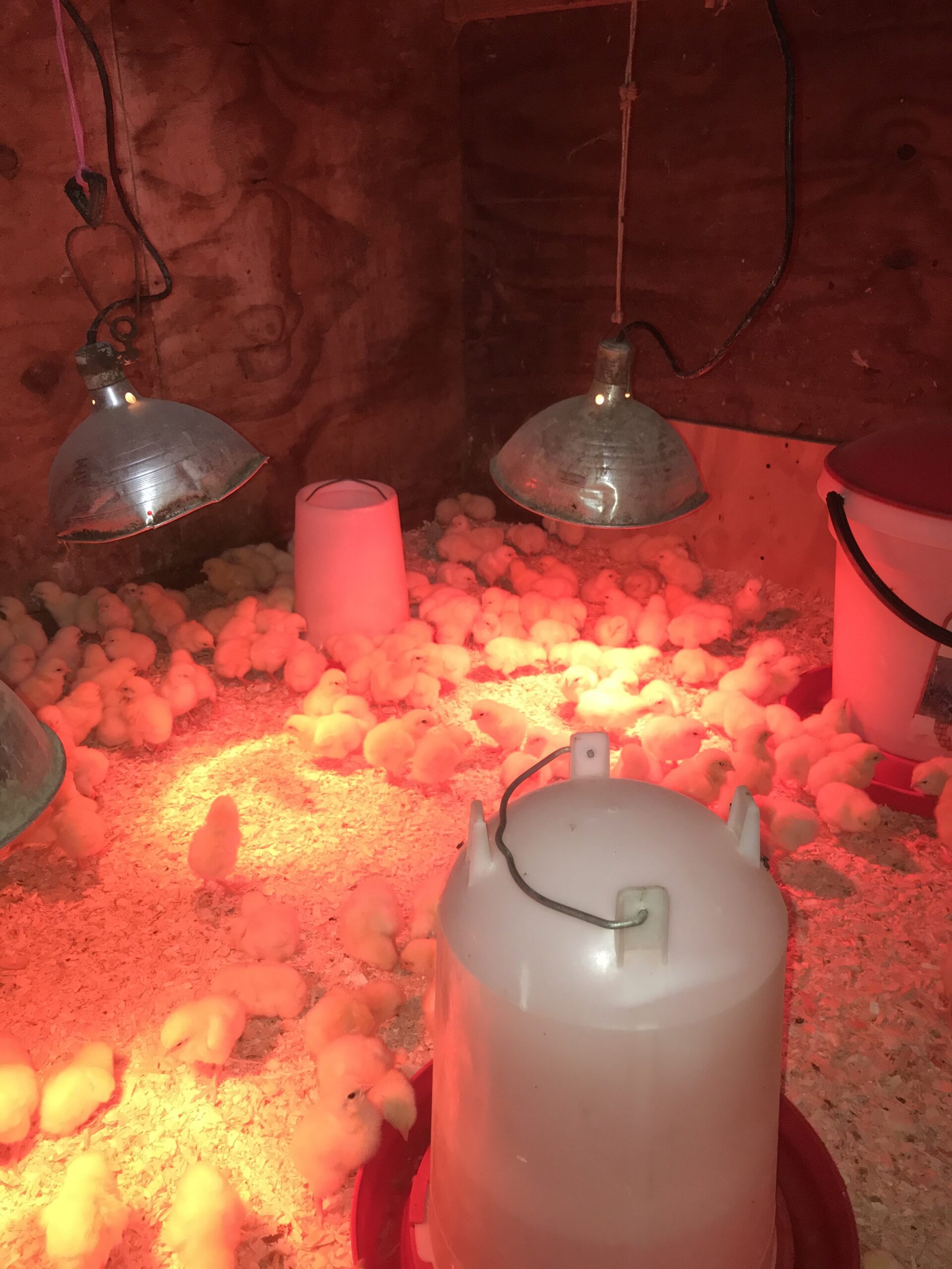 Chicks in a warm brooder with red heat lamps, surrounded by bedding and water containers, illustrating a poultry farming setup for raising young birds.