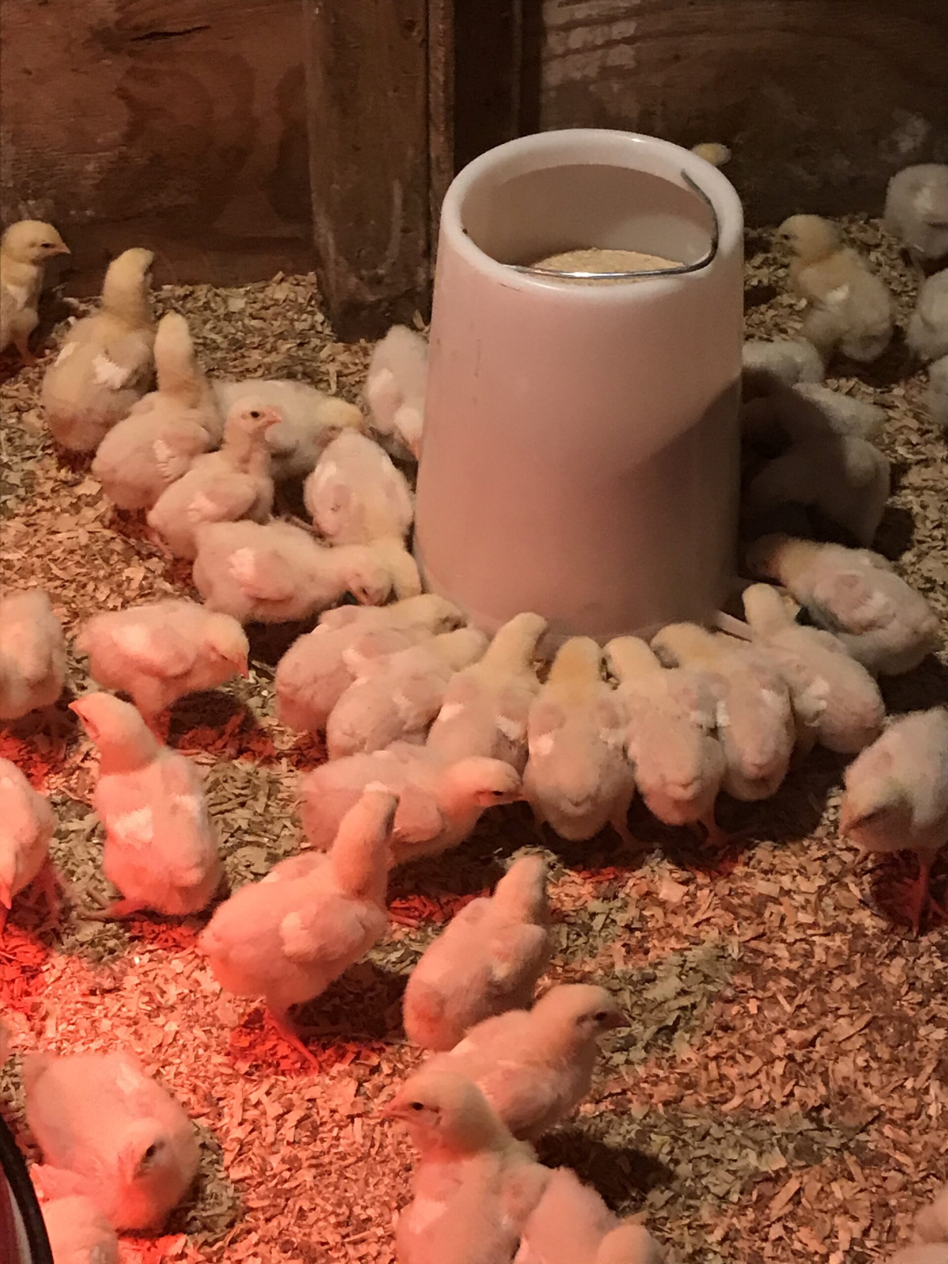 A group of yellow chicks gathered around a white feeder in a warm, straw-covered environment, highlighting the care and nurturing of young poultry in a farm setting.