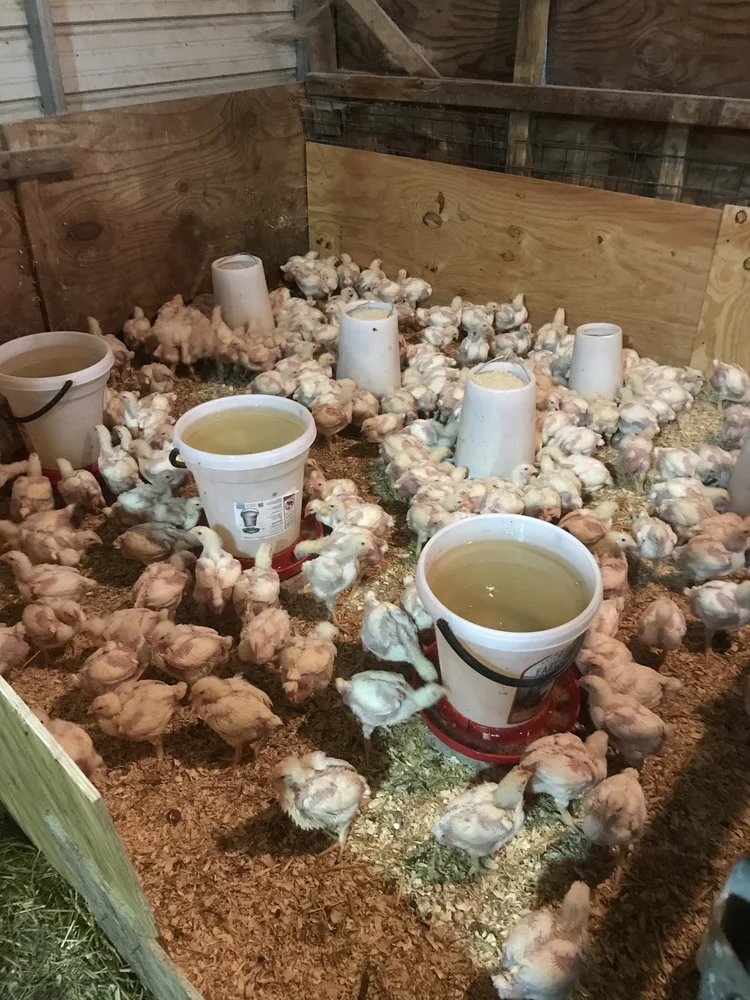 IMG_0554 Chickens in a barn with feeding and watering containers, surrounded by wood shavings, showcasing a farming environment focused on poultry care and management.