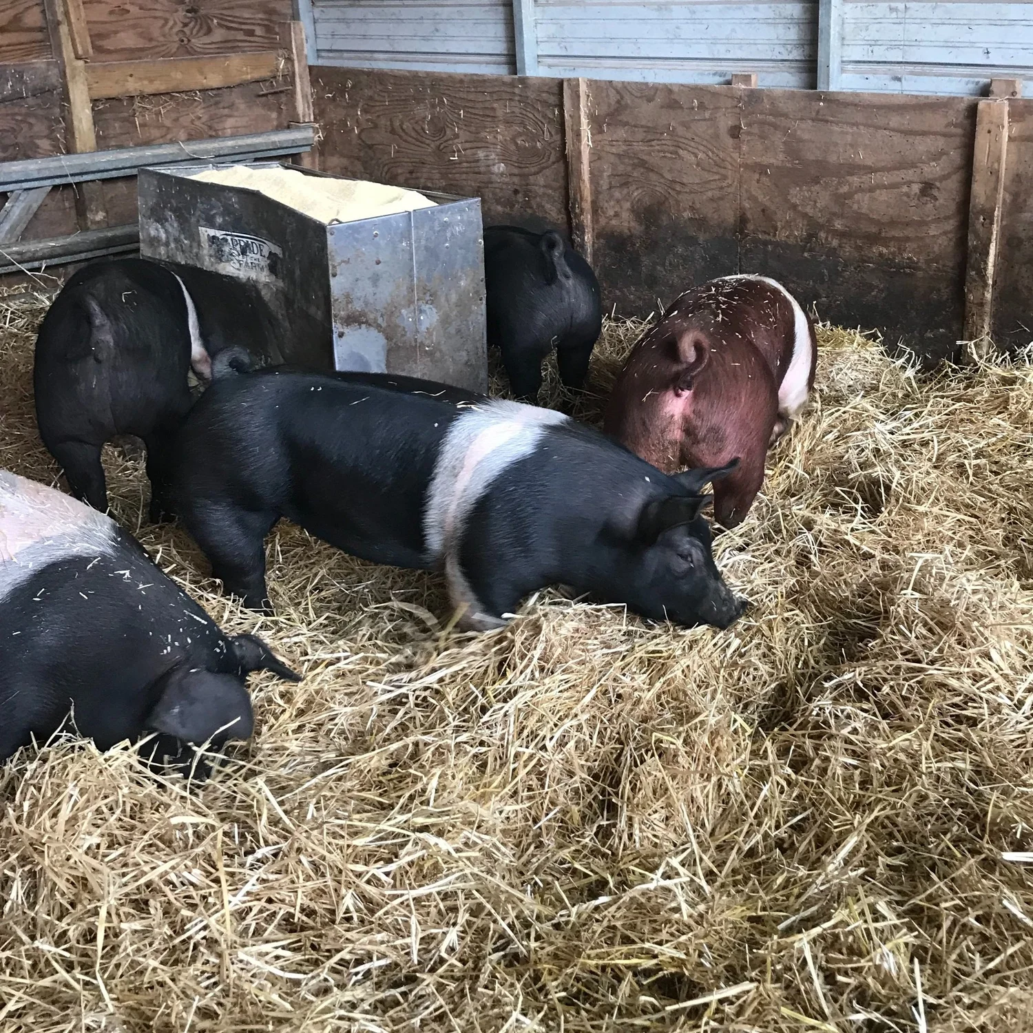 Ryan+Kuhl+-+IMG_0084 Group of pigs foraging in straw bedding inside a barn, with a metal feeder in the background. The pigs exhibit various colors, including black and brown, and are engaged in natural behaviors typical of farm life.
