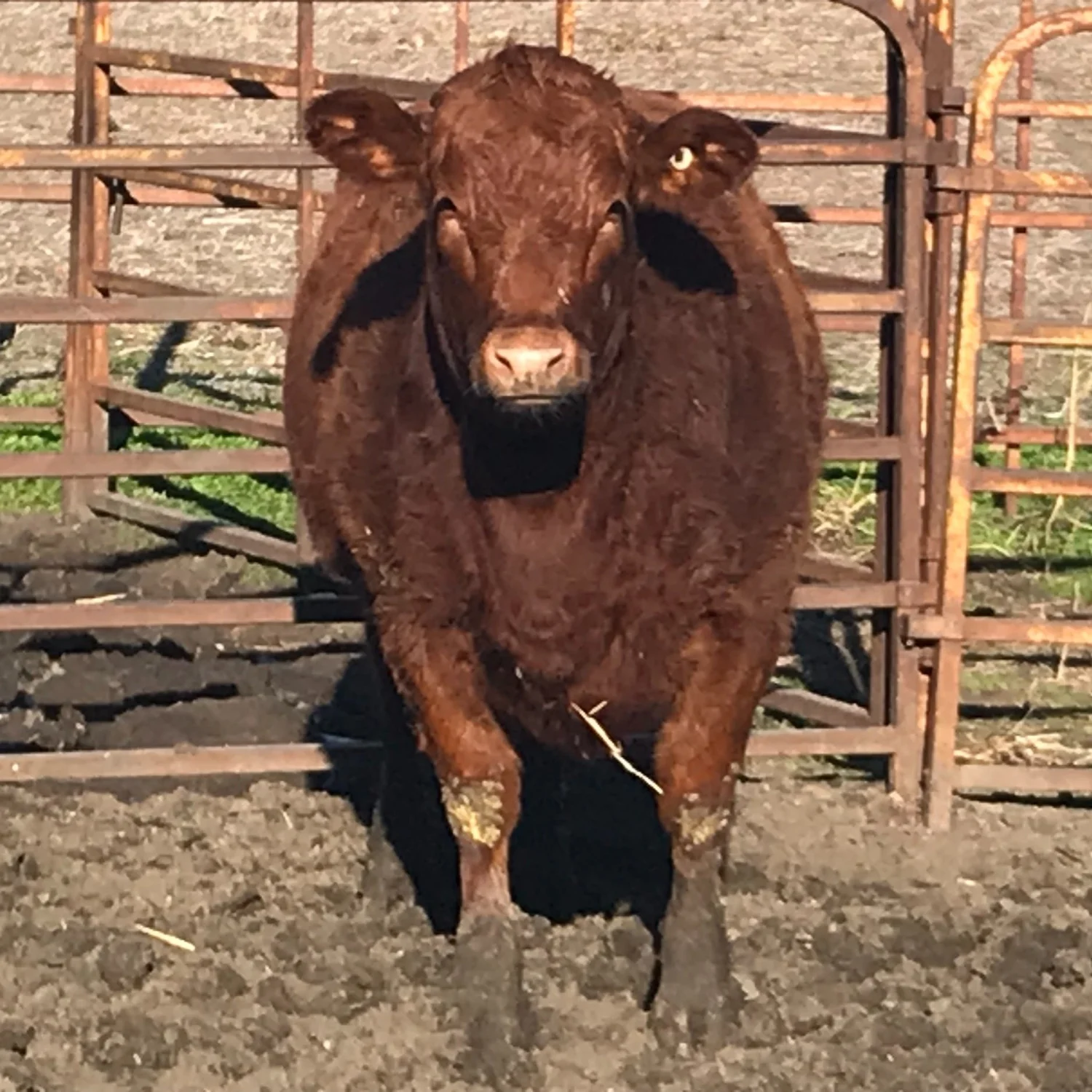 Sand+Ridge+Beef+MI+-+IMG_0088 Brown cow standing in a corral with a rustic metal fence, surrounded by dirt and grass. The cow appears healthy and alert, showcasing its glossy coat and strong build.