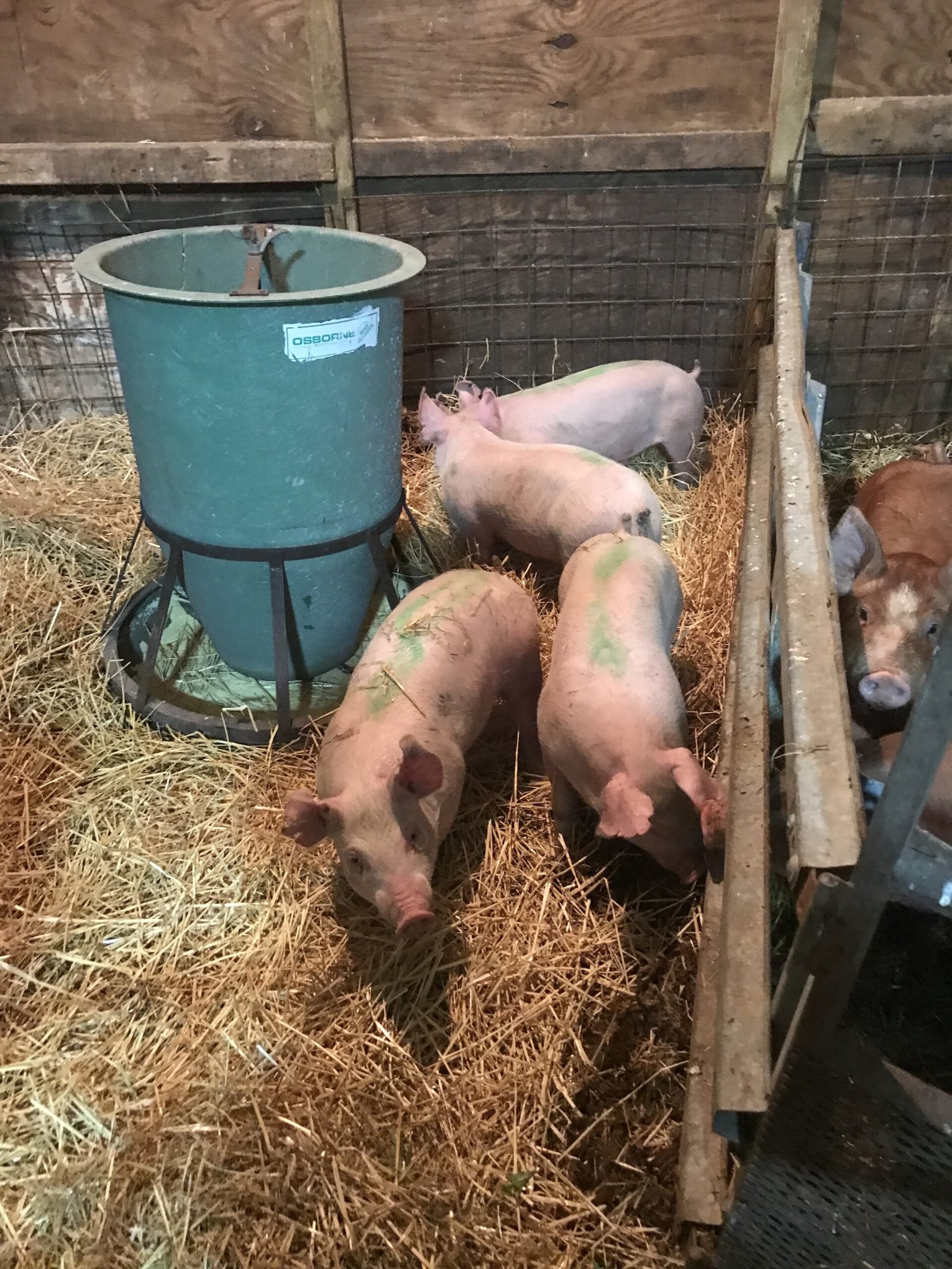 Five pigs in a barn setting, foraging on straw near a green feeding trough. The pigs are mostly pink with some green markings, showcasing a farm environment focused on livestock care and feeding practices.