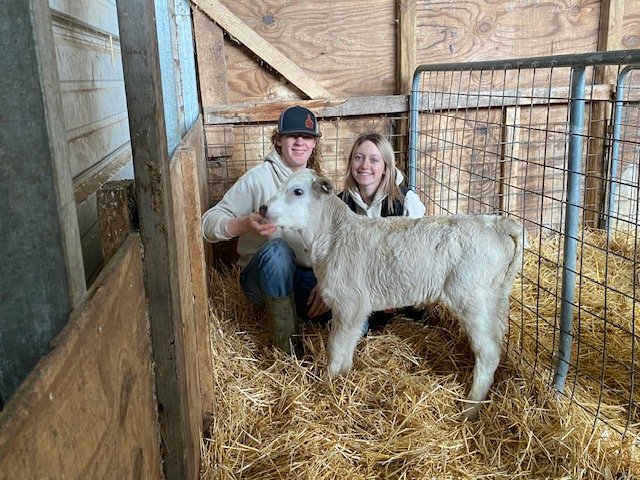 Two young people, a boy and a girl, smiling while sitting next to a calf in a barn filled with straw. The barn features wooden walls and a pen for the calf, showcasing a cozy farm environment.