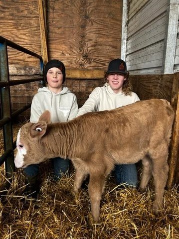Two children sitting in a barn with a young calf, surrounded by straw, showcasing a rural farming lifestyle.