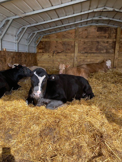 Cows resting on straw in a barn, with a mix of black and brown cattle visible in a cozy, rural setting.