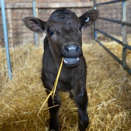 Young black calf standing in a straw-filled barn, chewing on a piece of straw, with a playful expression.