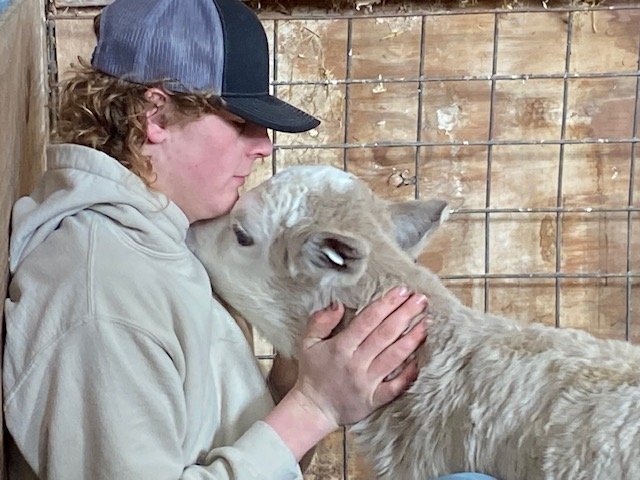 Young person interacting affectionately with a white calf in a barn setting, showcasing a bond between humans and animals.